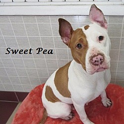 Thumbnail photo of Sweet Pea #1