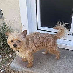 Yorkie Yorkshire Terrier Puppies For Sale In San Diego California Adoptapet Com