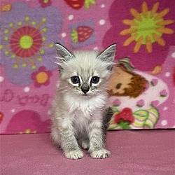 Photo of Poppy