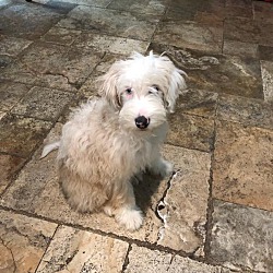 Photo of Shea is a deaf doodle