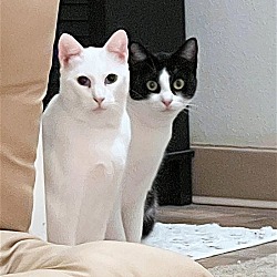 Photo of MOUSEY & VEGA - Offered by Owner - Deaf / Bonded