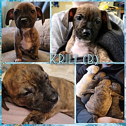 Photo of Krill