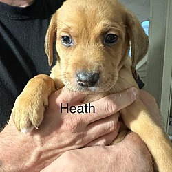 Photo of Heath