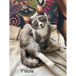 Photo of Y'Stola
