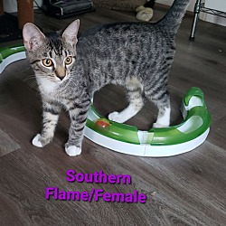 Thumbnail photo of Southern Flame #3