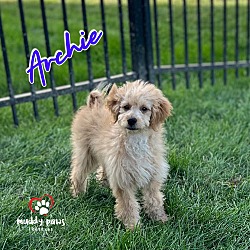 Thumbnail photo of Archie - ABC Litter - No Longer Accepting Applications #4