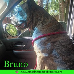 Thumbnail photo of Bruno #2