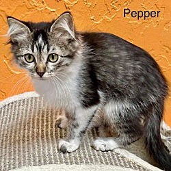 Thumbnail photo of Pepper #2