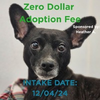 adopt a pet