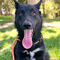 adopt a pet