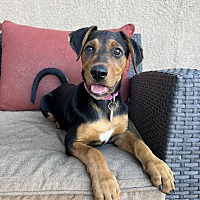 adopt a pet
