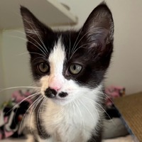 adopt-pet