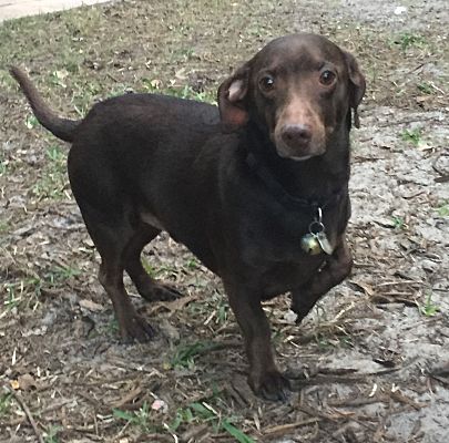 Palm Harbor, FL - Dachshund. Meet Winston a Pet for Adoption ...