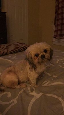 Dog for adoption - Buttons and Blaze (Bonded pair), a Shih Tzu in Louisville,  KY