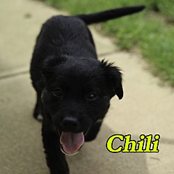 Thumbnail photo of Chilli #1