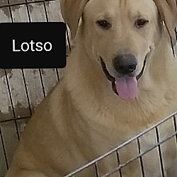 Photo of Lotso