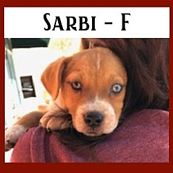 Photo of Sarbi / Kaia