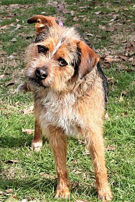 Norfolk, VA - Border Terrier. Meet PEPPERONI is PERFECT a Pet for Adoption  