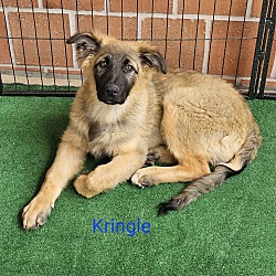 Photo of Kringle