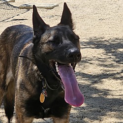 Photo of Raven