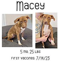Thumbnail photo of Macey #1