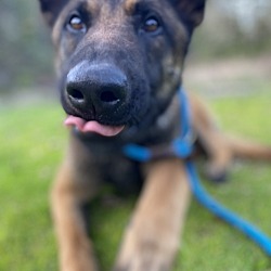 Thumbnail photo of Oso - Located in CA #4
