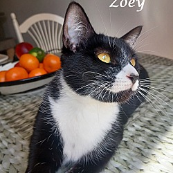 Thumbnail photo of ZOEY #3