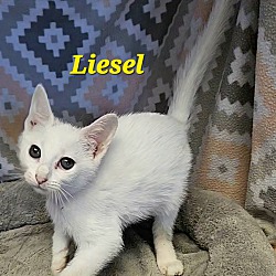 Thumbnail photo of Liesel #2