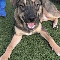 adopt a pet