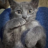 adopt a pet