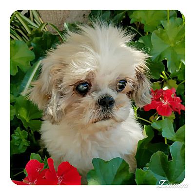 San Diego Ca Shih Tzu Meet Honeybee A Pet For Adoption