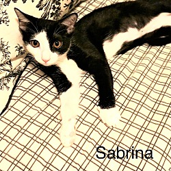Thumbnail photo of Sabrina #2