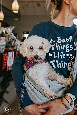 Whitewater, WI - Bichon Frise. Meet Emily a Pet for Adoption