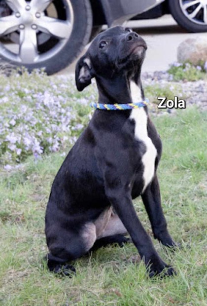 Photo of Zola