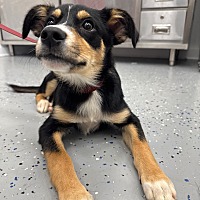 adopt a pet