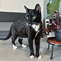 adopt a pet