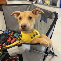 adopt a pet