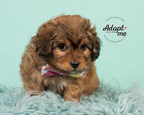 Cincinnati Oh Havanese Meet Xander A Pet For Adoption