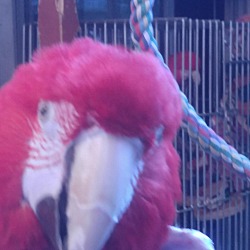 Thumbnail photo of Rasta’ the Greenwing Macaw #2
