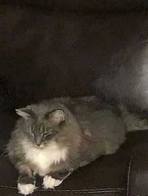 Natick Ma Maine Coon Meet Lisa A Pet For Adoption