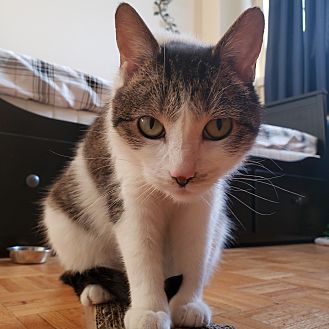 Petsmart hotsell laser pointer