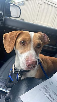 doxie by proxy rescue
