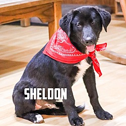 Thumbnail photo of Sheldon #2