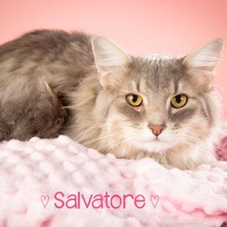 Photo of Salvatore