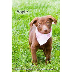 Photo of Maple