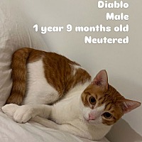 adopt a pet