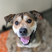 adopt a pet