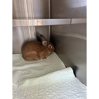 adopt-pet