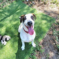 adopt a pet
