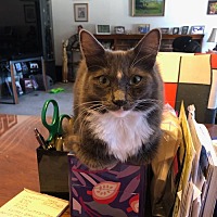 adopt a pet
